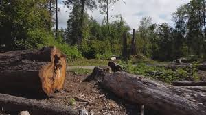 Trusted Pierre, SD Tree Care Experts