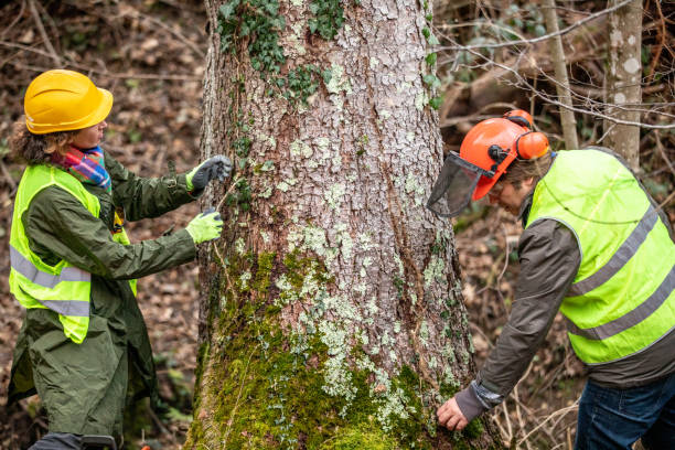 Best Tree Risk Assessment  in Pierre, SD