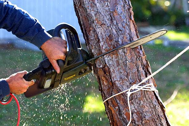Best Lawn Watering Services  in Pierre, SD